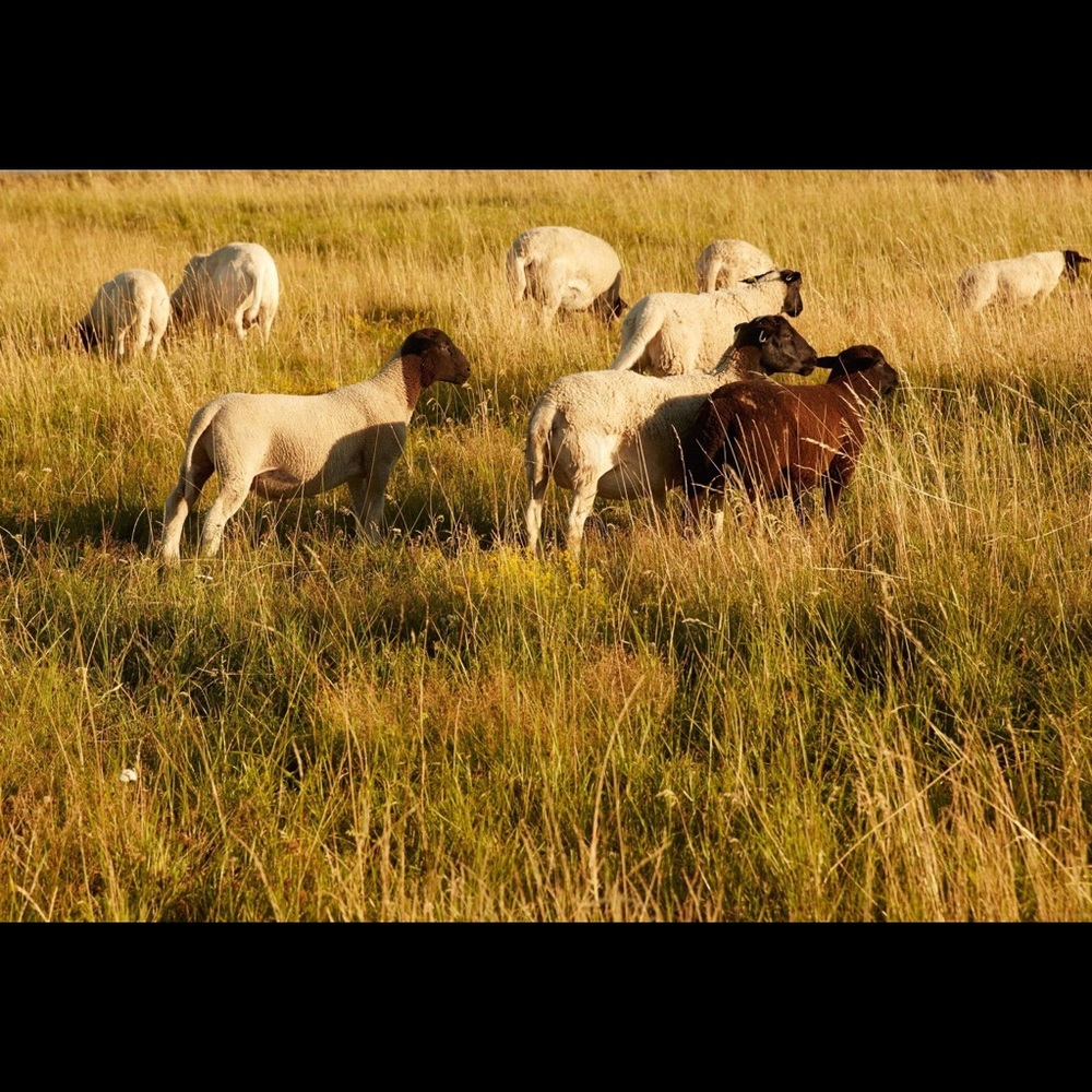 FOR LOVE & LEMONS Lola Pointelle Dress - Picture 4 of 9